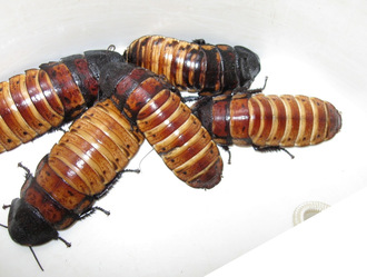 Мадагаскарские шипящие тараканы (Gromphadorrhina portentosa)