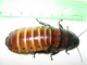 Мадагаскарские шипящие тараканы (Gromphadorrhina portentosa)