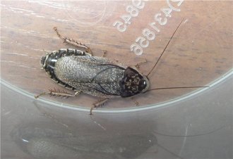 Мраморный (пепельный) таракан (Nauphoeta cinerea)